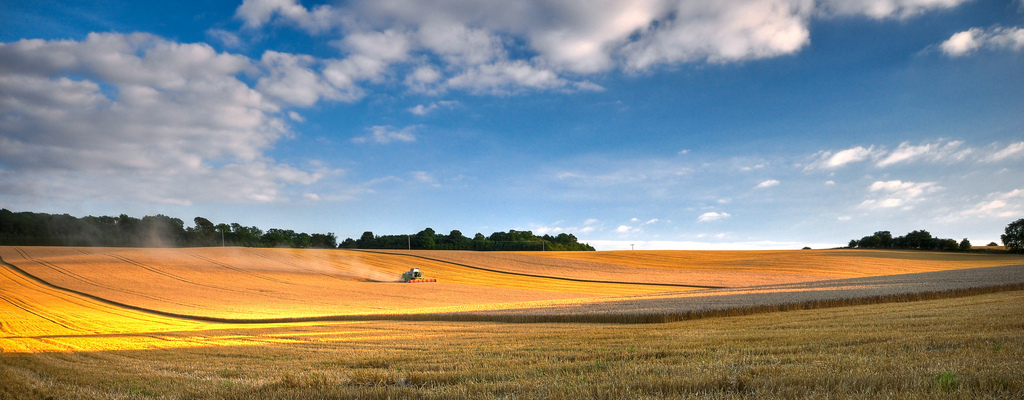 wheatfield