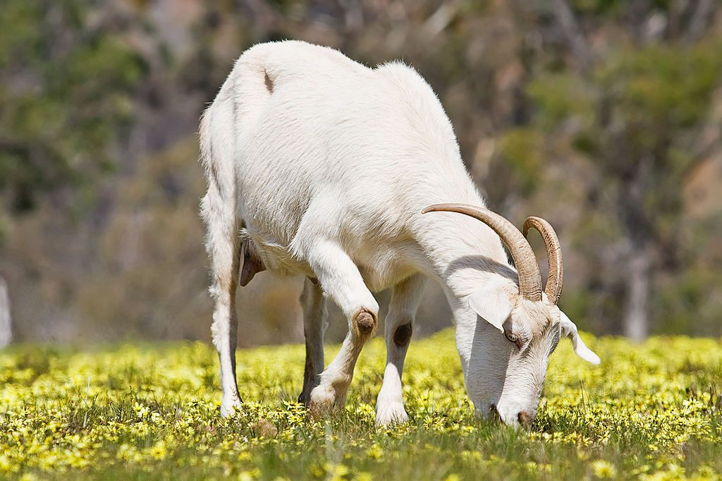 1024px-Domestic_goat_feeding_on_capeweed-1