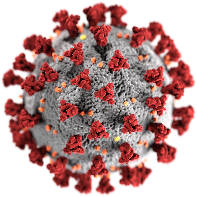 800px-2019-nCoV-CDC-23312_without_background