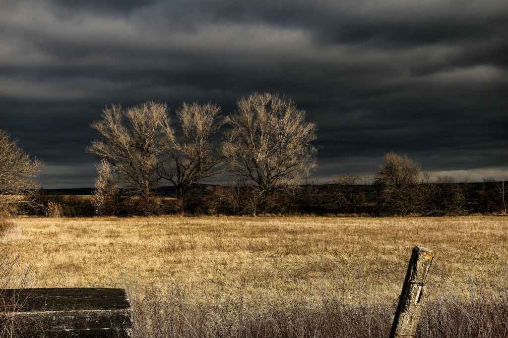 brown grass field under black sky during nighttime
