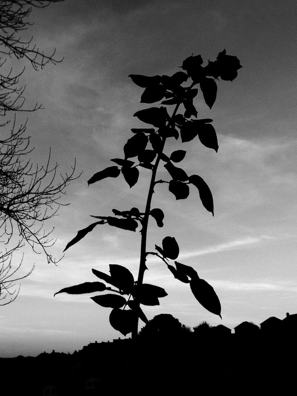 Jesus and the new garden. The Lord&nbsp;arrested